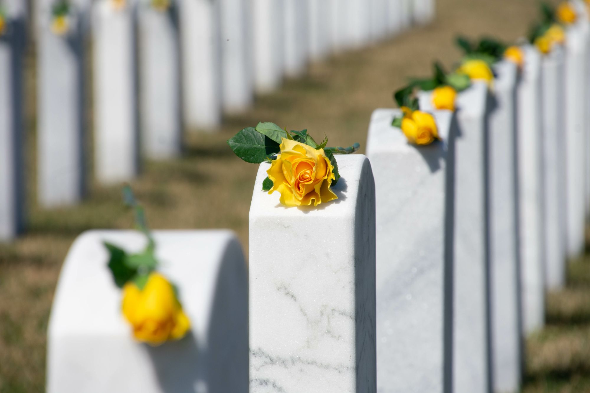 White marble headstones adorned with yellow roses in a peaceful memorial garden